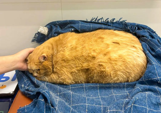 The world’s fattest cat, Crumbs, has died weeks after his weight loss journey began